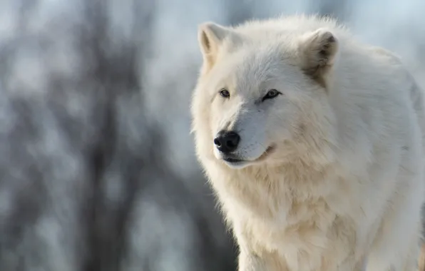 Winter, animals, white, look, face, branches, nature, wolf