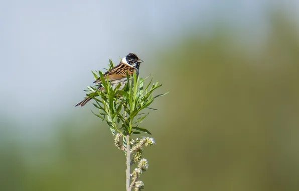 Birds, background, spring, sitting in a tree, photohunt, oatmeal cane