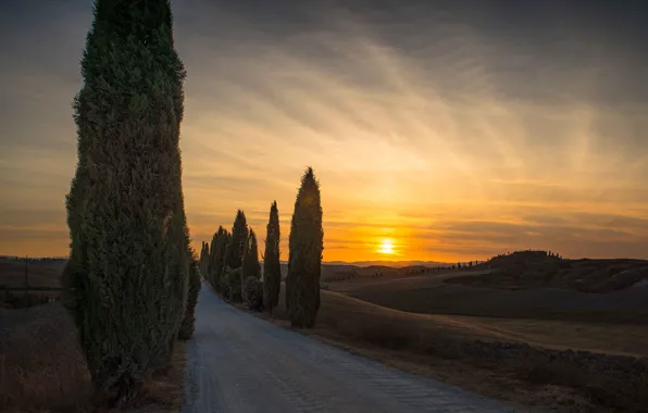 Road, sunset, the evening, Italy, cypress, Tuscany