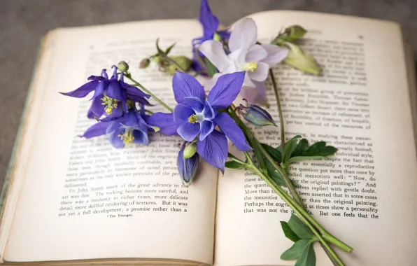 Book, the catchment, Aquilegia