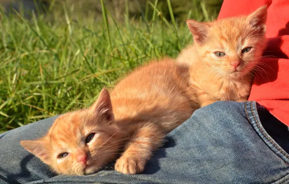 Grass, look, light, cats, nature, pose, kitty, jeans