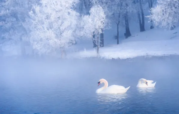 Winter, frost, forest, light, snow, birds, fog, lake