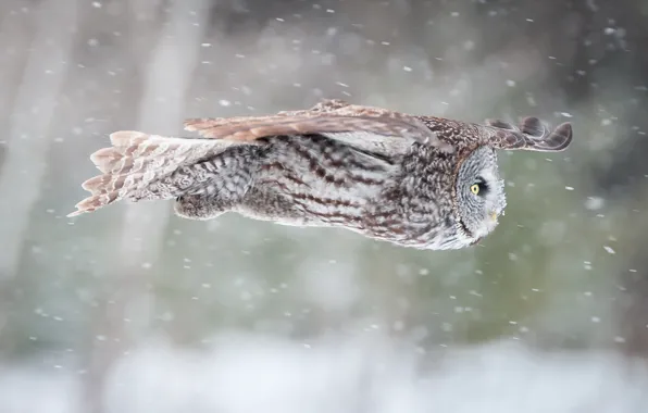 Picture nature, owl, bird
