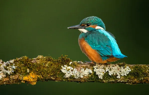 Microsemi, bird, branch, beautiful, bright color