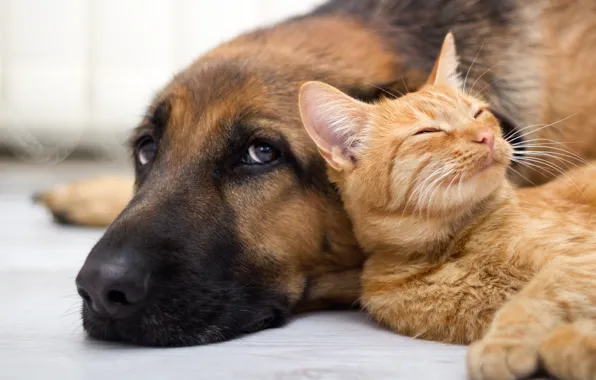 Picture cat, look, dog, friendship