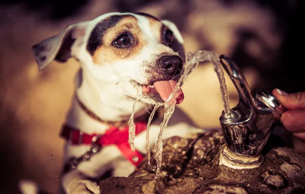 Picture language, water, thirst, dog, fountain