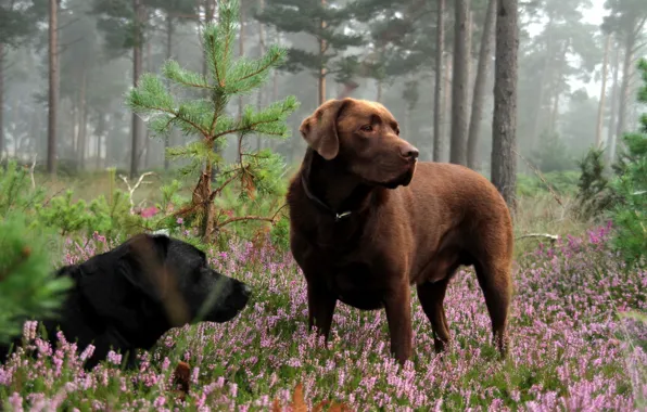 Forest, dogs, nature