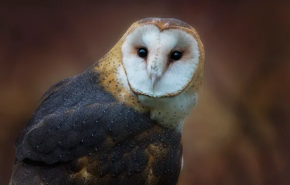 Look, background, owl, bird, portrait, the barn owl