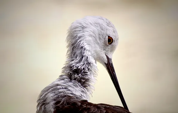 Bird, Himantopus himantopus, Black-winged stilt
