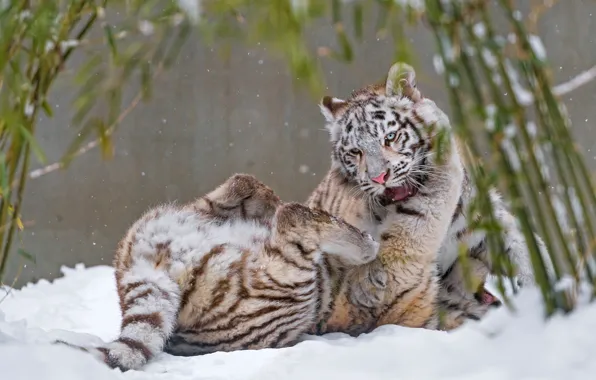 Winter, white, look, leaves, snow, nature, tiger, pose