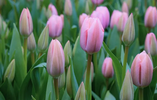 Picture spring, tulips, pink