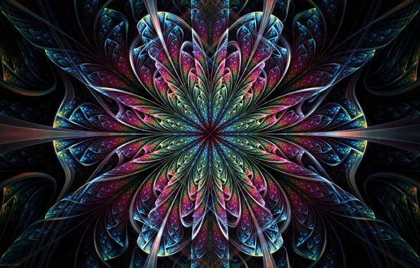 Flower, pattern, symmetry
