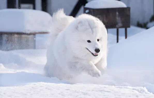 Winter, look, light, snow, nature, pose, jump, dog