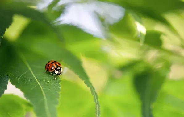 Macro, nature, ladybug