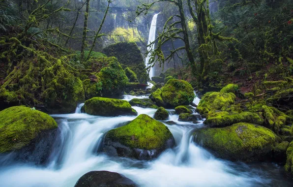 Picture forest, trees, river, stones, rocks, thickets, waterfall, moss