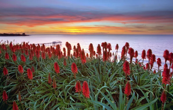 Picture sea, sunset, flowers