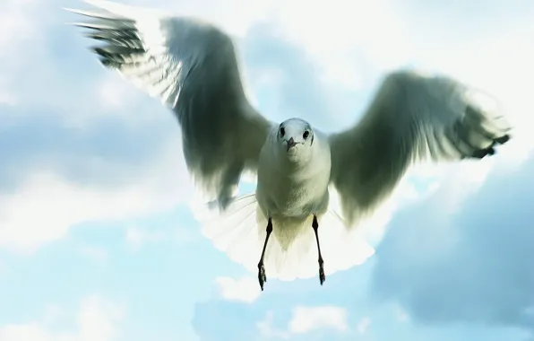 The sky, flight, Seagull