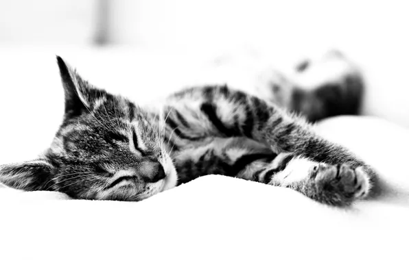 Picture black and white, sheets, Koshak sleeps