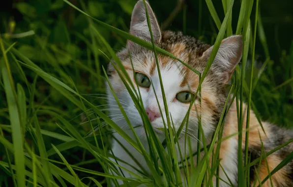 Greens, cat, summer, grass, look, nature, pose, portrait