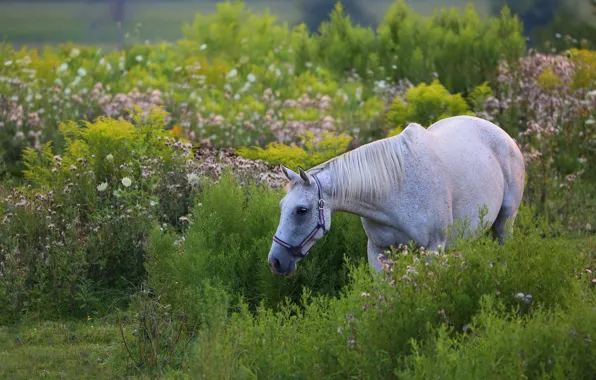 Greens, white, summer, flowers, nature, horse, vegetation, horse
