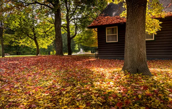 Road, autumn, forest, leaves, trees, nature, house, Park