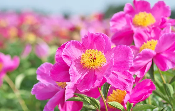 Macro, petals, peonies