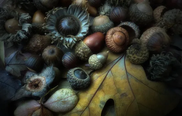 Picture autumn, sheet, walnut, the fruit, acorn