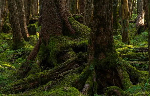 Picture forest, trees, nature, roots, moss