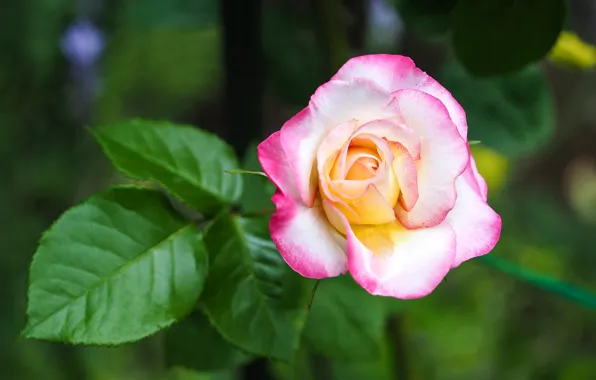 Picture white, leaves, flowers, roses, garden, pink, buds, green background