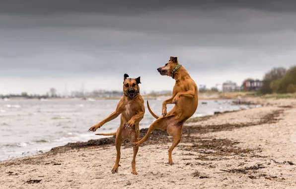 Picture dogs, river, dance