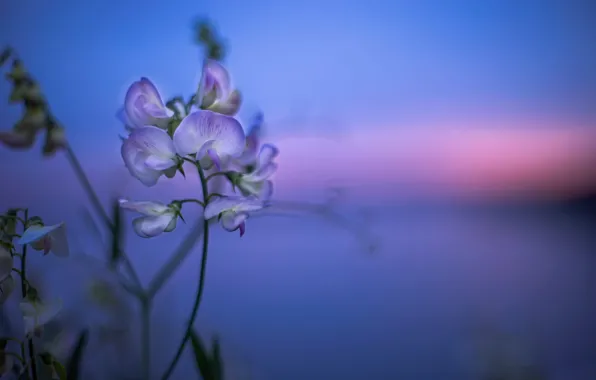 Flowers, bokeh, Sunset Wild