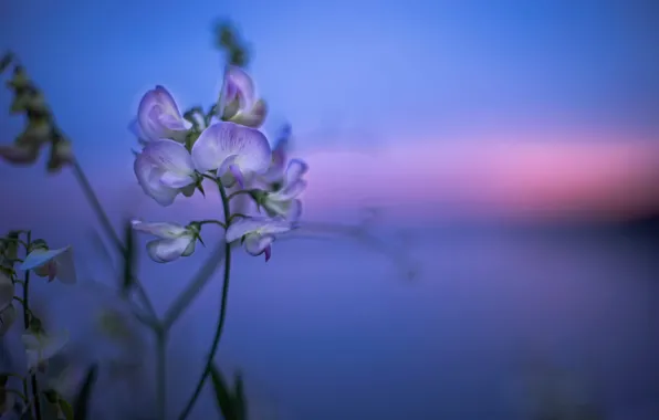 Flower, bokeh, Sunset Wild