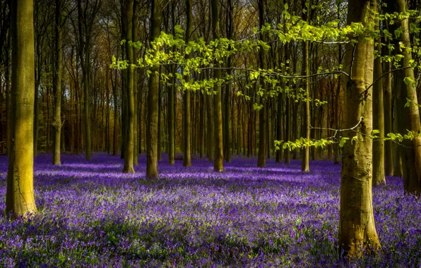 Picture forest, leaves, trees, branches, spring, lavender
