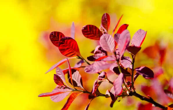 Picture red, yellow background, branch. leaves