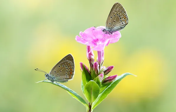 Drops, macro, butterfly, flowers, insects, background, butterfly, two