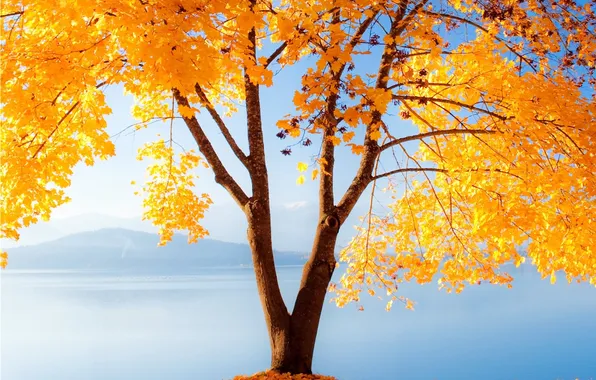 Autumn, nature, tree, gold