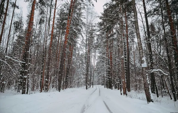 Winter, road, Nature, pine, oblast, Kaluga