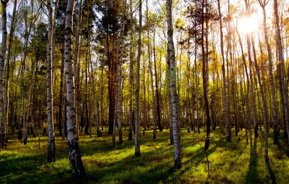 Picture greens, grass, leaves, the sun, nature, day, grove, mixed forest