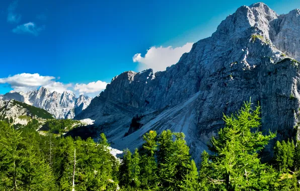 Picture trees, mountains, rocks, Slovenia, Kranjska Gora