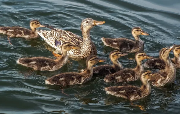 Picture water, lake, ducklings, duck