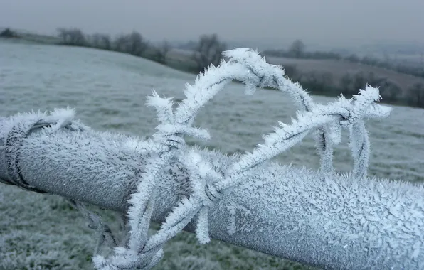 Picture frost, macro, the fence