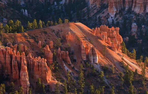 Picture trees, mountains, rocks, slope, Utah, USA, Bryce Canyon National Park