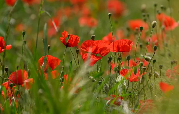 Greens, summer, light, flowers, stems, Maki, meadow, red
