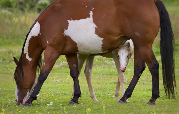 Picture horse, pasture, foal, motherhood