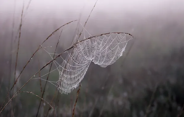 Picture fog, Rosa, Web
