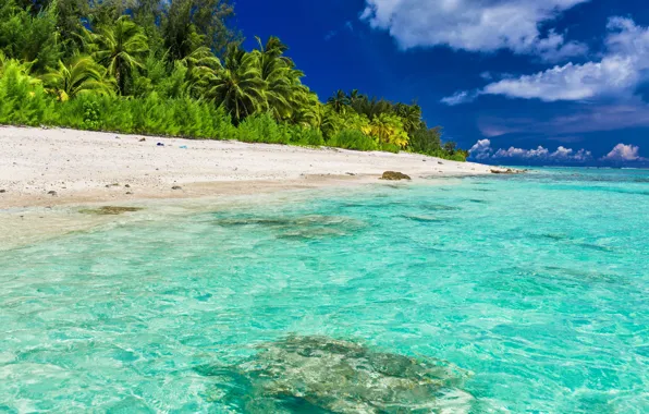 Picture sea, beach, landscape, tropics, palm trees, blue water