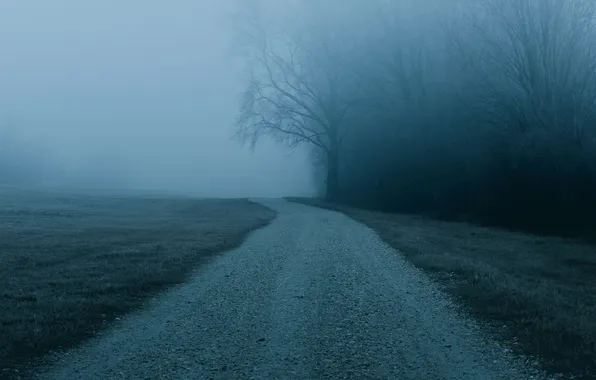 Picture road, forest, trees, landscape, nature, fog, the darkness, twilight
