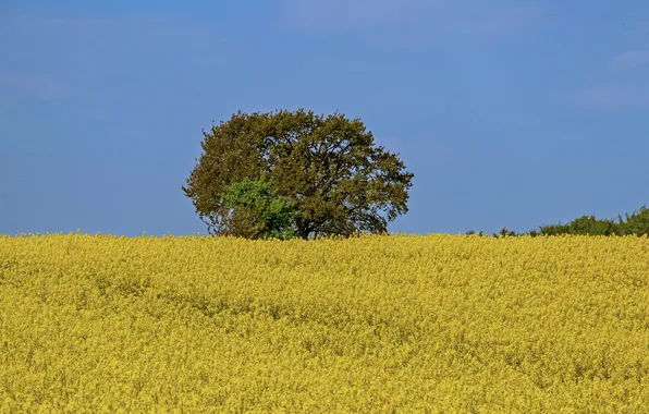 Field, flowers, tree, yellow flowers