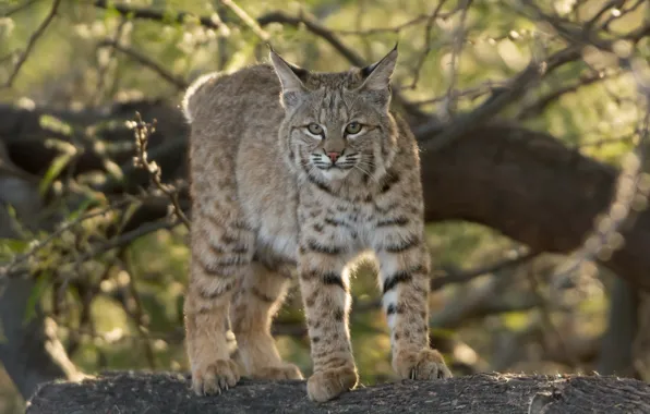 Look, lynx, wild cat