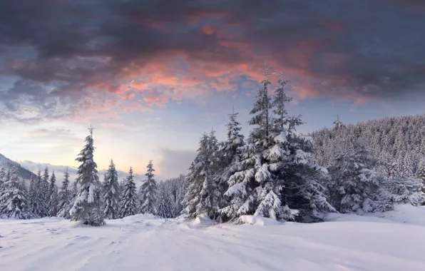 Picture winter, forest, clouds, snow, dawn, hills, tree